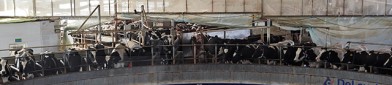 探索养殖致富路 让牧场淌出“软黄金”？日产精选专区